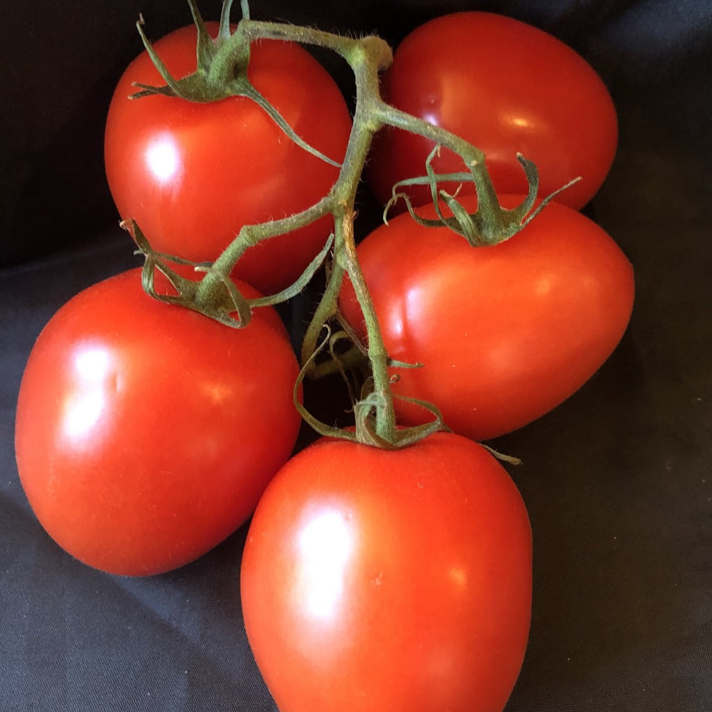 Plum Vine Tomatoes (500g)