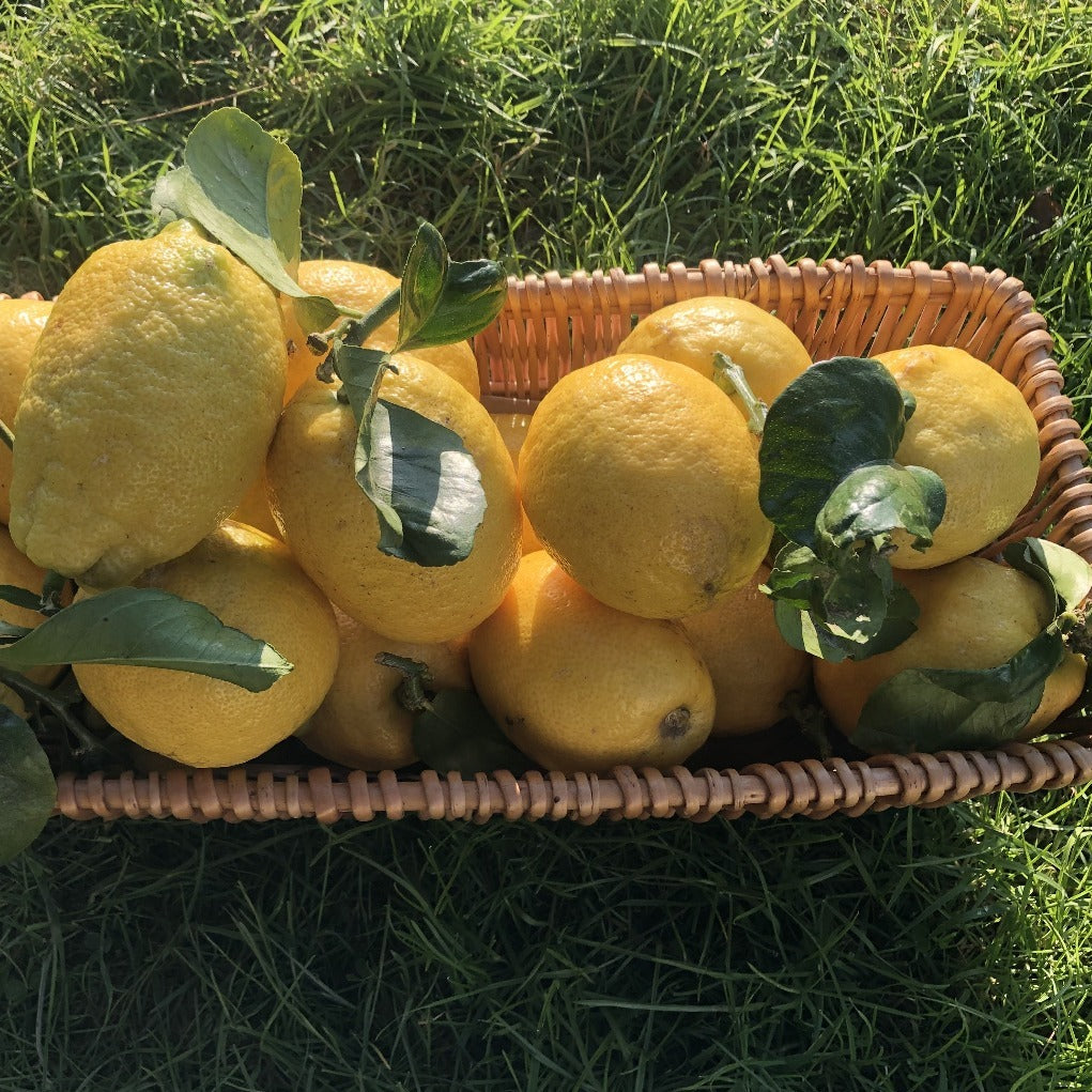 Organic Lemons (1kg)