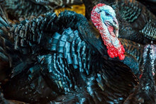 Load image into Gallery viewer, Farm Reared Christmas Turkey
